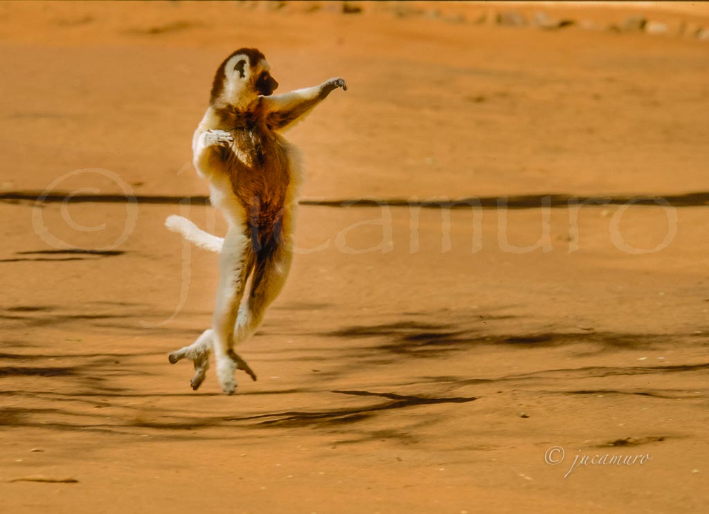 Sifaka de Verreaux (Propithecus verreauxi). Tipica carrera en tres dos árboles. Berenty. Madagascar.