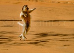 Sifaka de Verreaux (Propithecus verreauxi). Tipica carrera en tres dos árboles. Berenty. Madagascar.