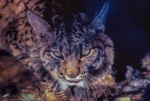 lince ibérico (Lynx pardinus). PN de Doñana. Huelva. España.