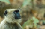 Langur hanumán o común (Semnopithecus entellus). Parque Nacional de Ranthambhore. India