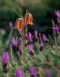 Fritillaria lusitana entre cantuesos (Lavandula stoechas). PN Doñana. Huelva. Andalucia. España.