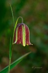 Fritillaria lusitana. Parque Natural de Doñana. Huelva. España.