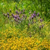 Cantuesos (Lavandula stoechas). Huelva. Andalucia. España.