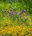 Cantuesos (Lavandula stoechas). Huelva. Andalucia. España.
