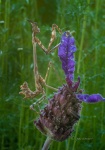 Empusa. Mantis palo (Empusa pennata) sobre cantueso (Lavandula stoechas).  Parque Natural de Aracena. Huelva. España.