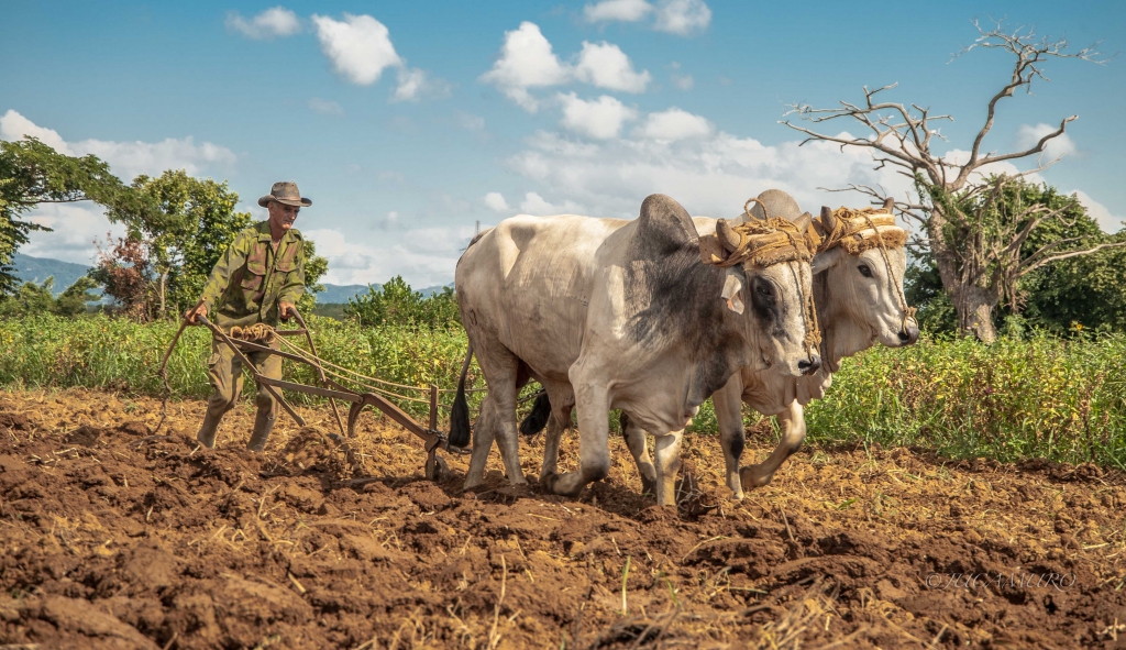 Campesino arando con bueyes. Cuba. Caribe. América Central.