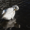 Cisne cantor. (Cygnus cygnus).