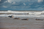 Foca gris (Halichoerus grypus). Donna Nook. Lincolnshire. Reino Unido.