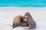 Lobo marino de Galápagos (Zalophus wollebaeki).Isla 