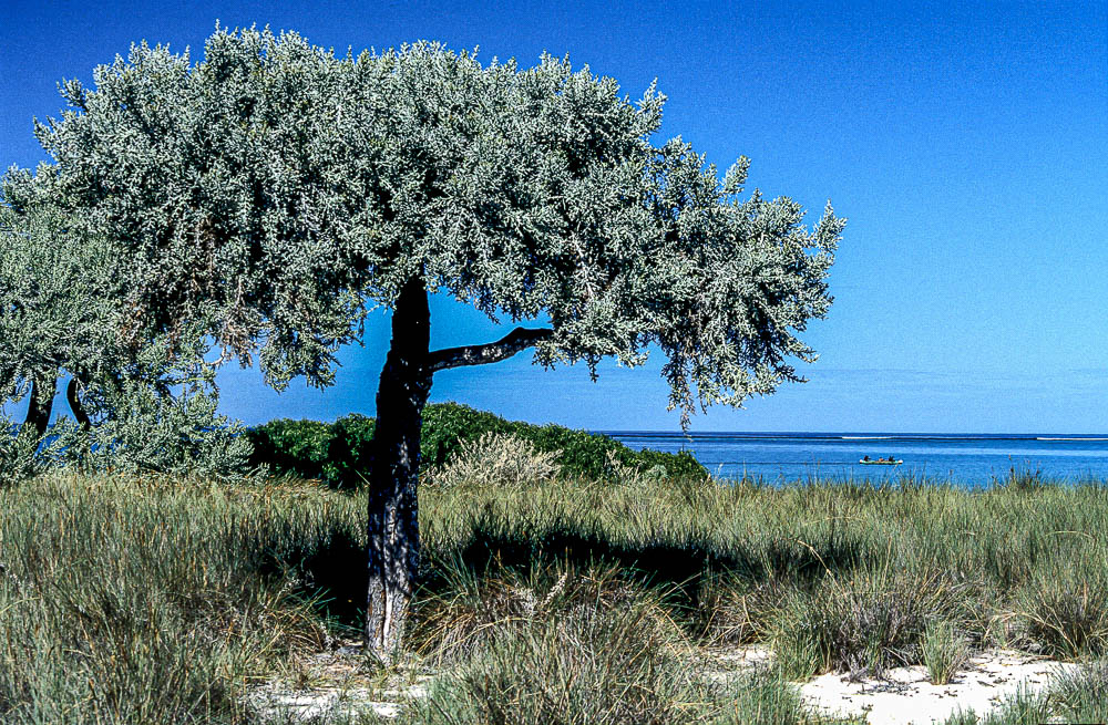 Coast of Nosi-Ve. Indian Ocean. Madagascar.