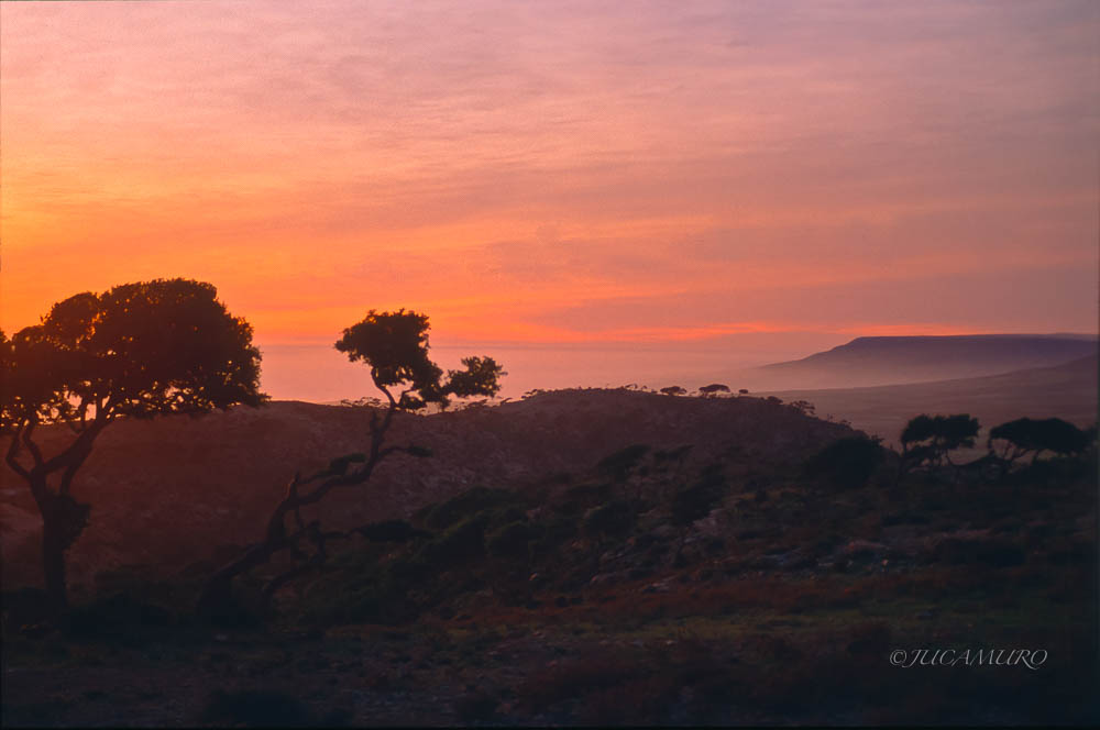 Argan (Argania espinosa) on the Atlantic Coast of Morocco.