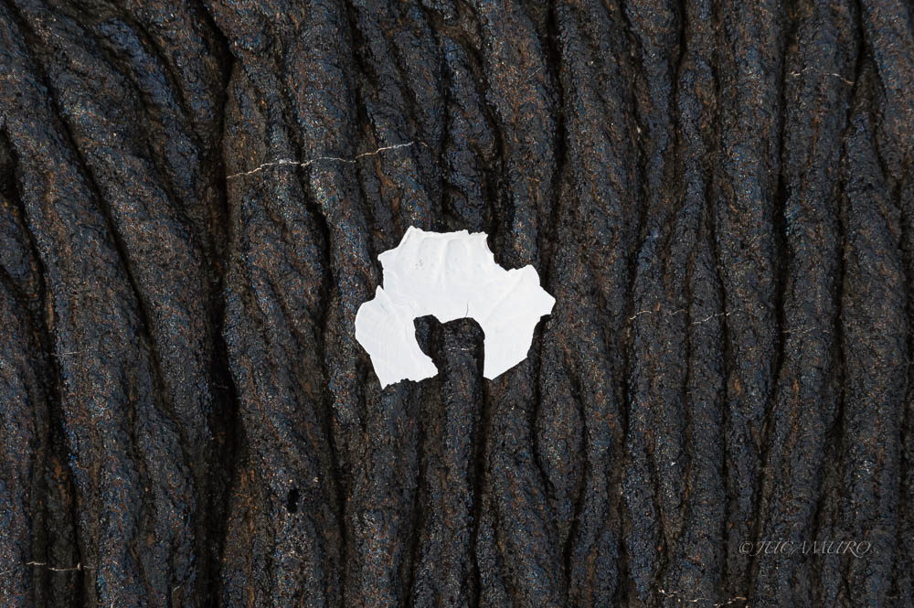 Crab shell fragment over lava field. Bartolomé Island. Galapagos Islands. Ecuador. South America.