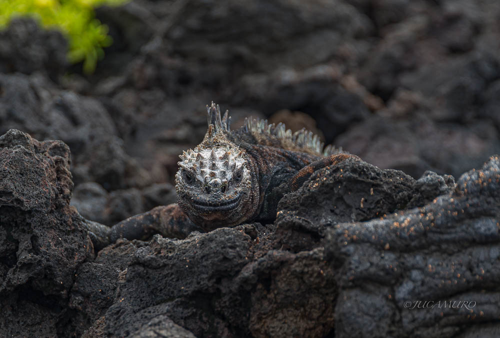Marine iguana on solidified lava flow. Bartolomé Island. Galapagos Islands. Ecuador.