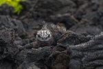 Iguana marina sobre colada de lava solidificada. Isla Bartolomé. Islas Galápagos. Ecuador.