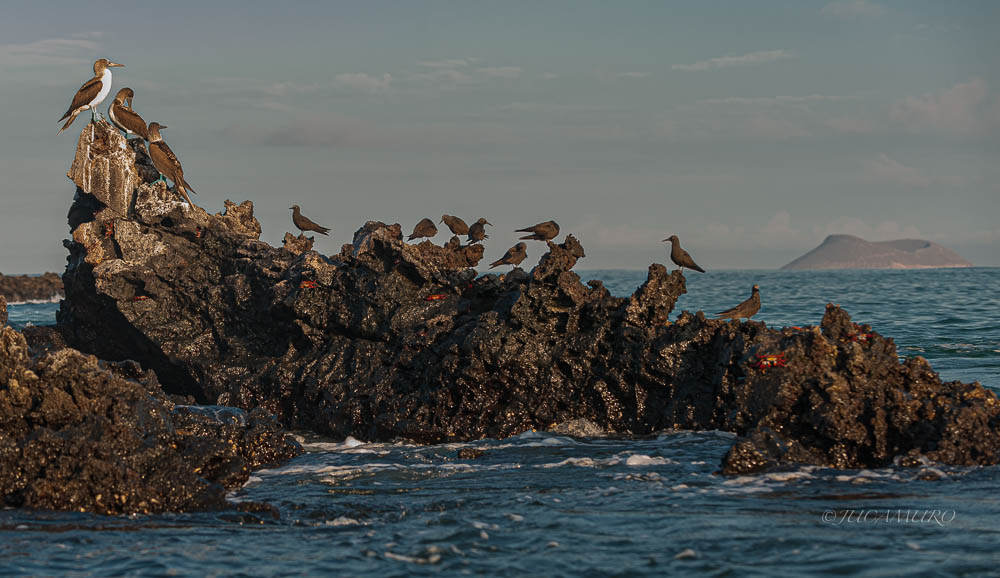 Coast of Caleta Tortuga Negra. Island of Sta. Cruz. Galapagos Islands. Ecuador.