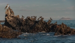 Costa de Caleta Tortuga Negra. Isla de Sta. Cruz. Islas Galápagos. Ecuador.