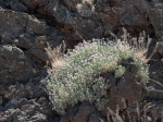 Reserva Natural Especial del Malpaís de Güímar. Tenerife. Islas Canarias. España.