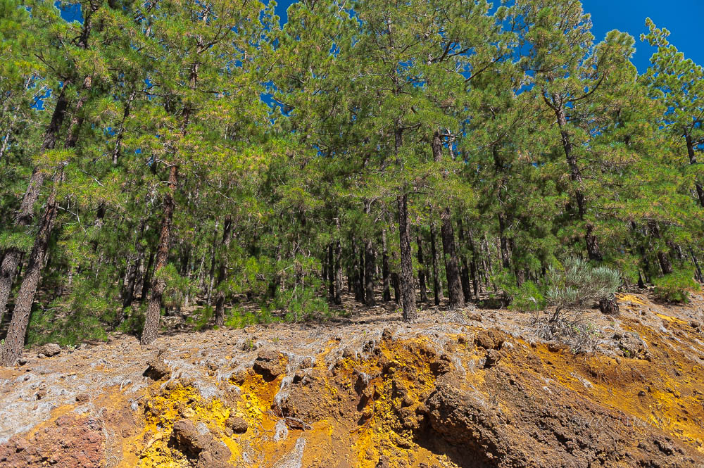 Pine forest on volcanic soil. PN Teide. Tenerife. Canary Islands. Spain.