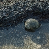Caracol en un charco. Roca de lava. Isla Floreana. Islas Galápagos. Ecuador.