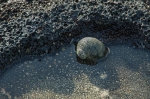 Caracol en un charco. Roca de lava. Isla Floreana. Islas Galápagos. Ecuador.