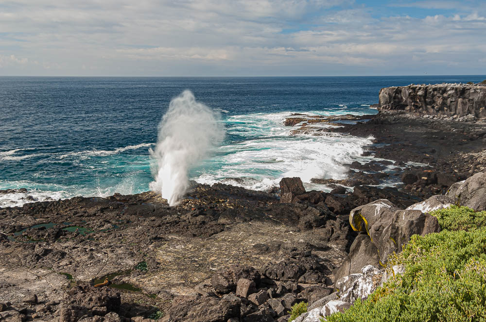 Sopladores. Isla La Española. Islas Galápagos. Ecuador. Sudamérica.
