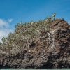 Fragmento de roca volcánica colonizada por Sesuvium sp. Isla Floreana. Islas Galápagos. Ecuador. Sudamérica.
