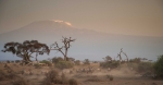 Volcán Kilimanjaro. Vista desde el Parque Nacional Amboseli en Kenia. África Oriental.