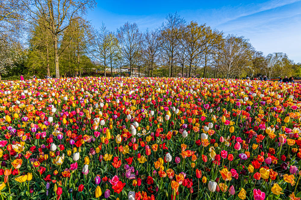 Jardín floral de Keukenhof. Países Bajos.