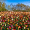 Jardín floral de Keukenhof. Países Bajos.