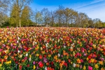 Galería: JARDÍN FLORAL DE KEUKENHOF. PAISES BAJOS.