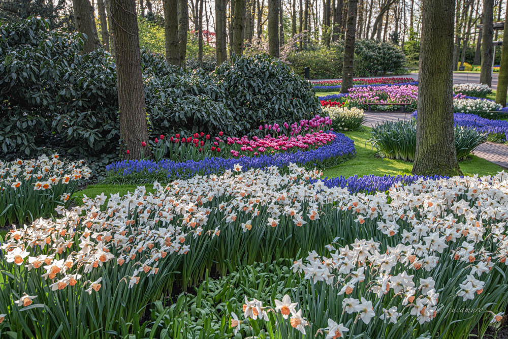 Jardín floral de Keukenhof. Países Bajos.