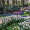 Jardín floral de Keukenhof. Países Bajos.