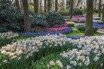 Jardín floral de Keukenhof. Países Bajos.