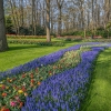 Jardín floral de Keukenhof. Países Bajos.