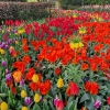 Jardín floral de Keukenhof. Países Bajos.