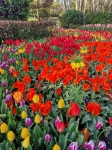 Jardín floral de Keukenhof. Países Bajos.