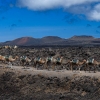 Dromedarios en el Parque Nacional de Timanfaya.