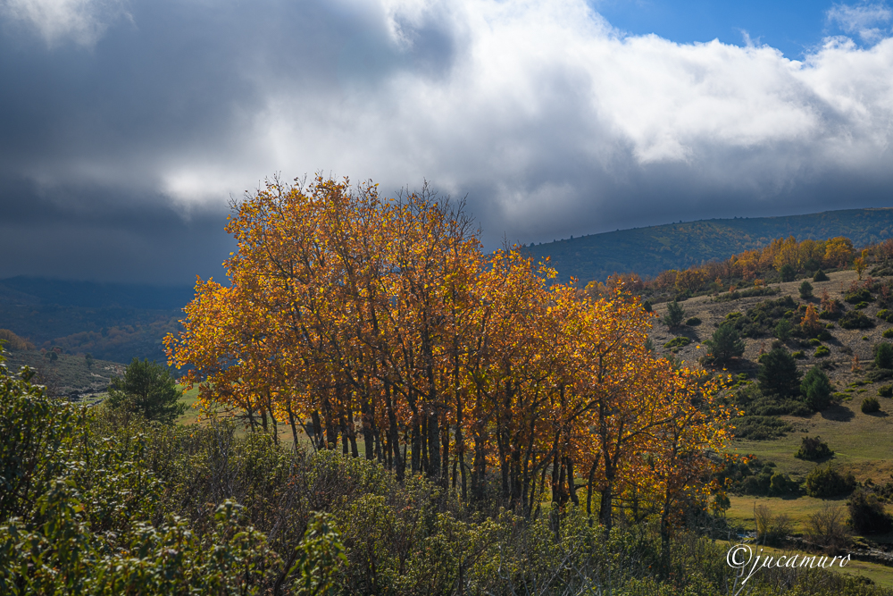Grupo de robles melojos (Quercus pyrenaica)