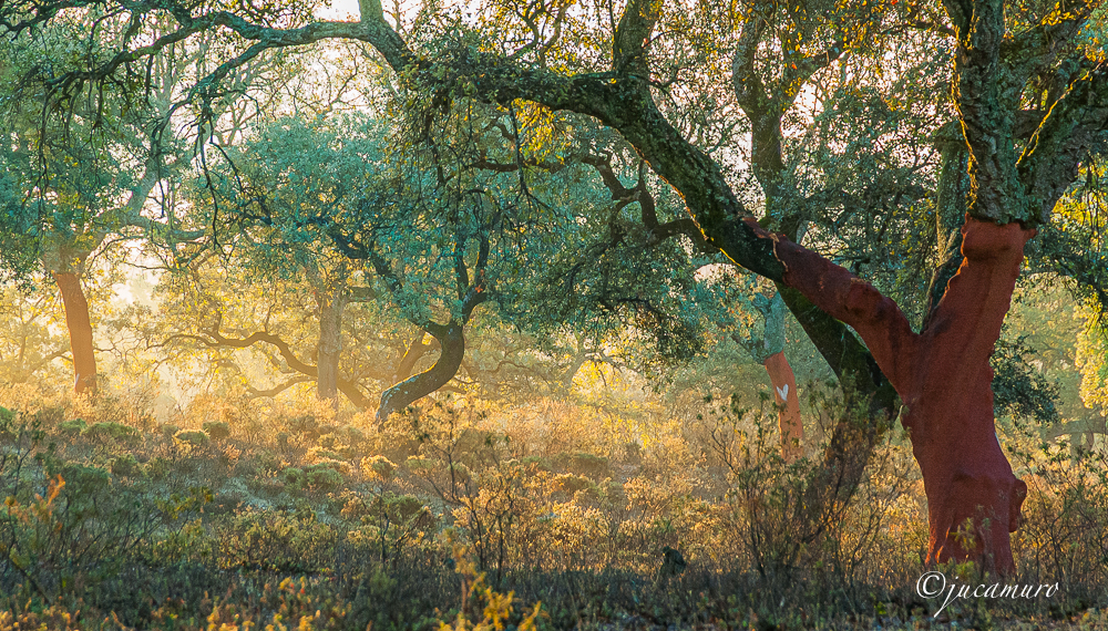 Luces del alcornocal