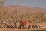 Poblado himba.