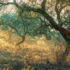Komorebi_2. PN Sierra de Aracena. Huelva. España.