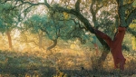 Komorebi_2. PN Sierra de Aracena. Huelva. España.